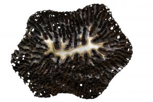 Cssio Lzaro